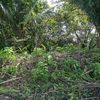  - FIRE SALE Prime Commercial Lot on the Cabuya-Mal País Road - 3,499 m²