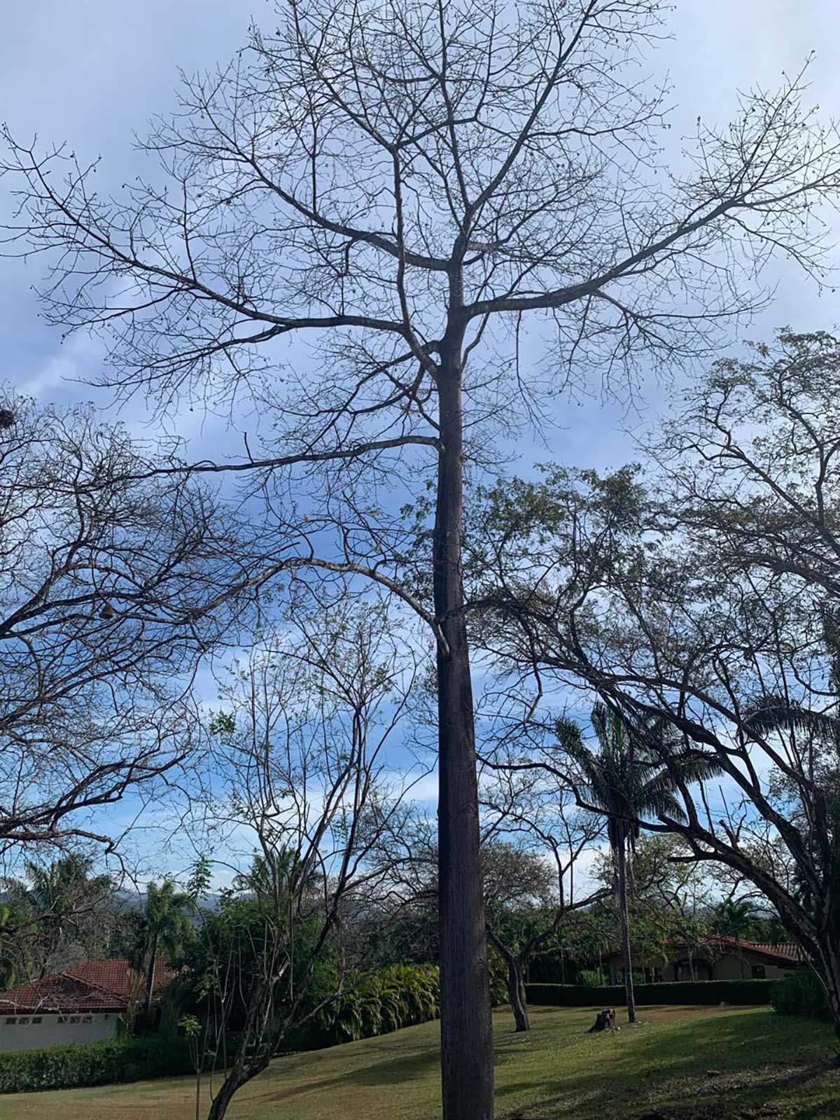 0 bed Land For Sale in Playa Carrillo, Guanacaste - thumb 17