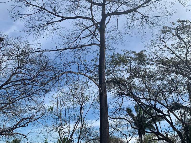 0 bed Land For Sale in Playa Carrillo, Guanacaste - hero 17