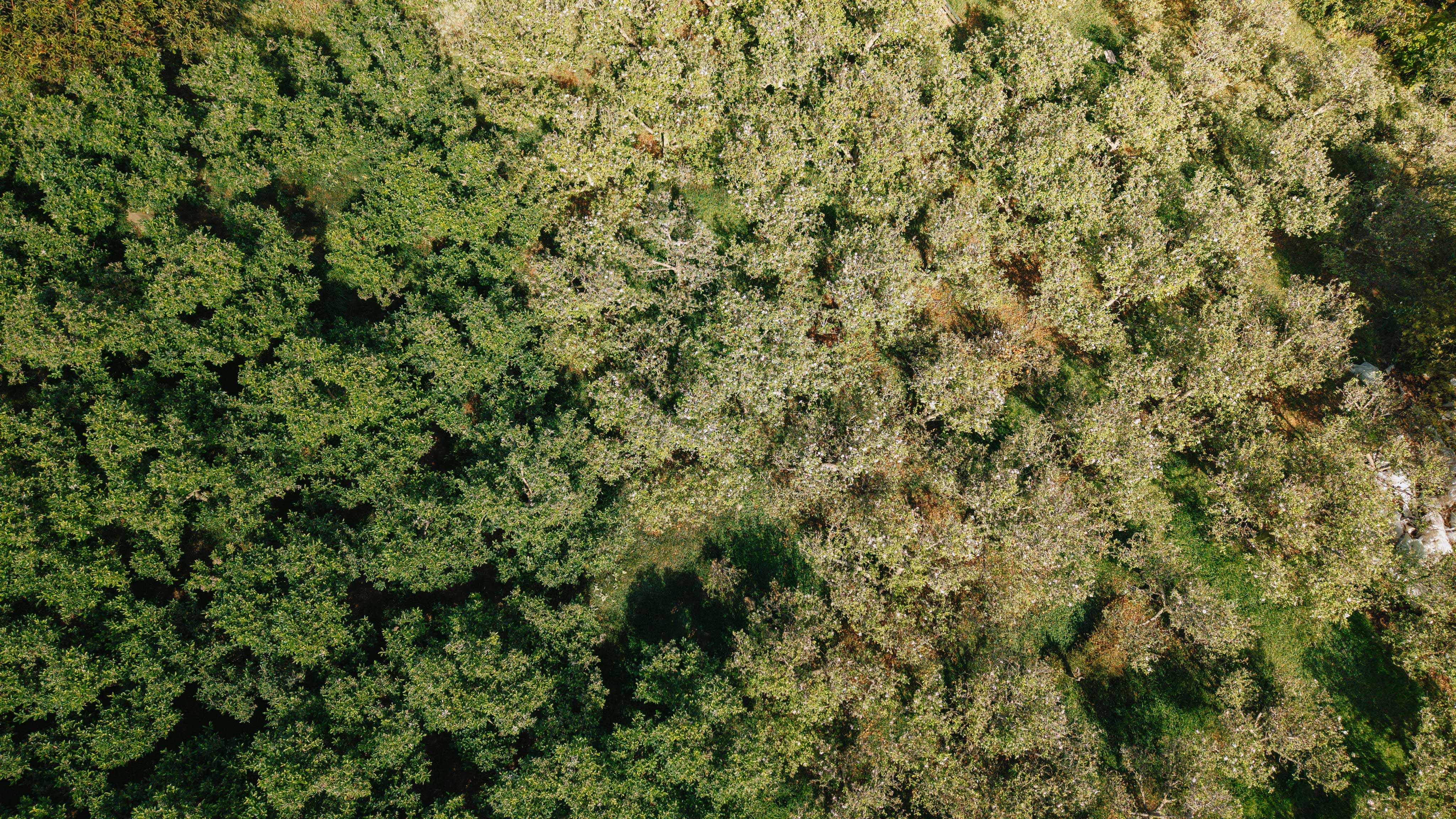 3 bed Land For Sale in Dota, San Jose - thumb 8