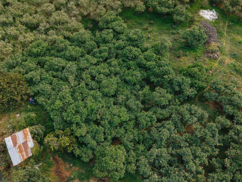 3 bed Land For Sale in Dota, San Jose - photo 5