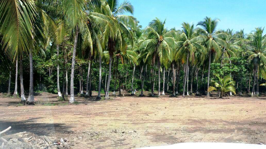 0 bed Land For Sale in Paquera, Puntarenas - thumb 12