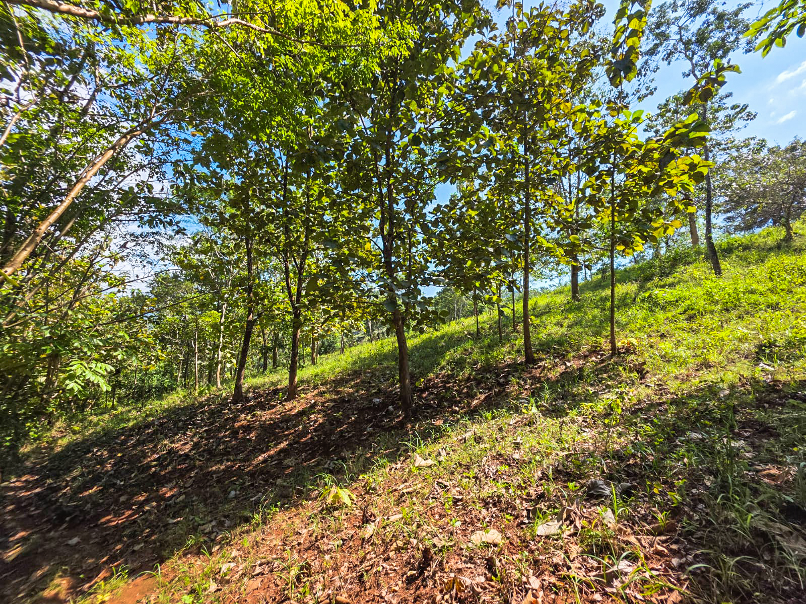 0 bed Land For Sale in Playa Carrillo, Guanacaste - thumb 3