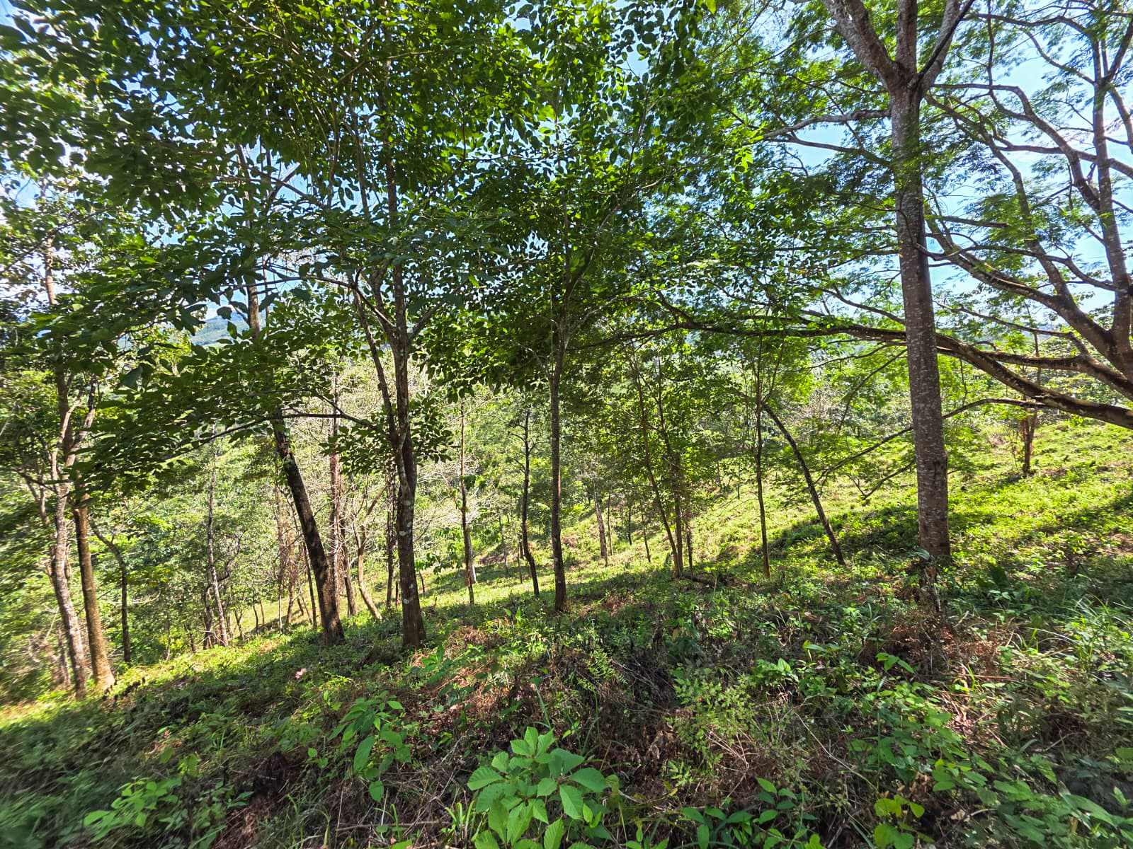 0 bed Land For Sale in Playa Carrillo, Guanacaste - thumb 9