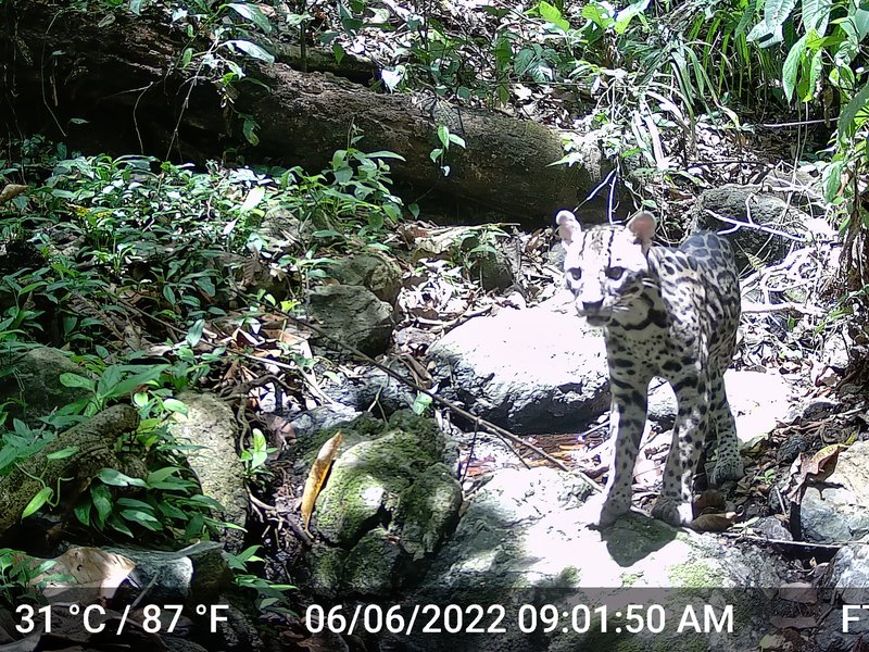 0 bed Land For Sale in Cobano, Puntarenas - hero 28