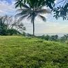  - Premium Ocean View Estate Parcel with Creek and Sunset Exposure