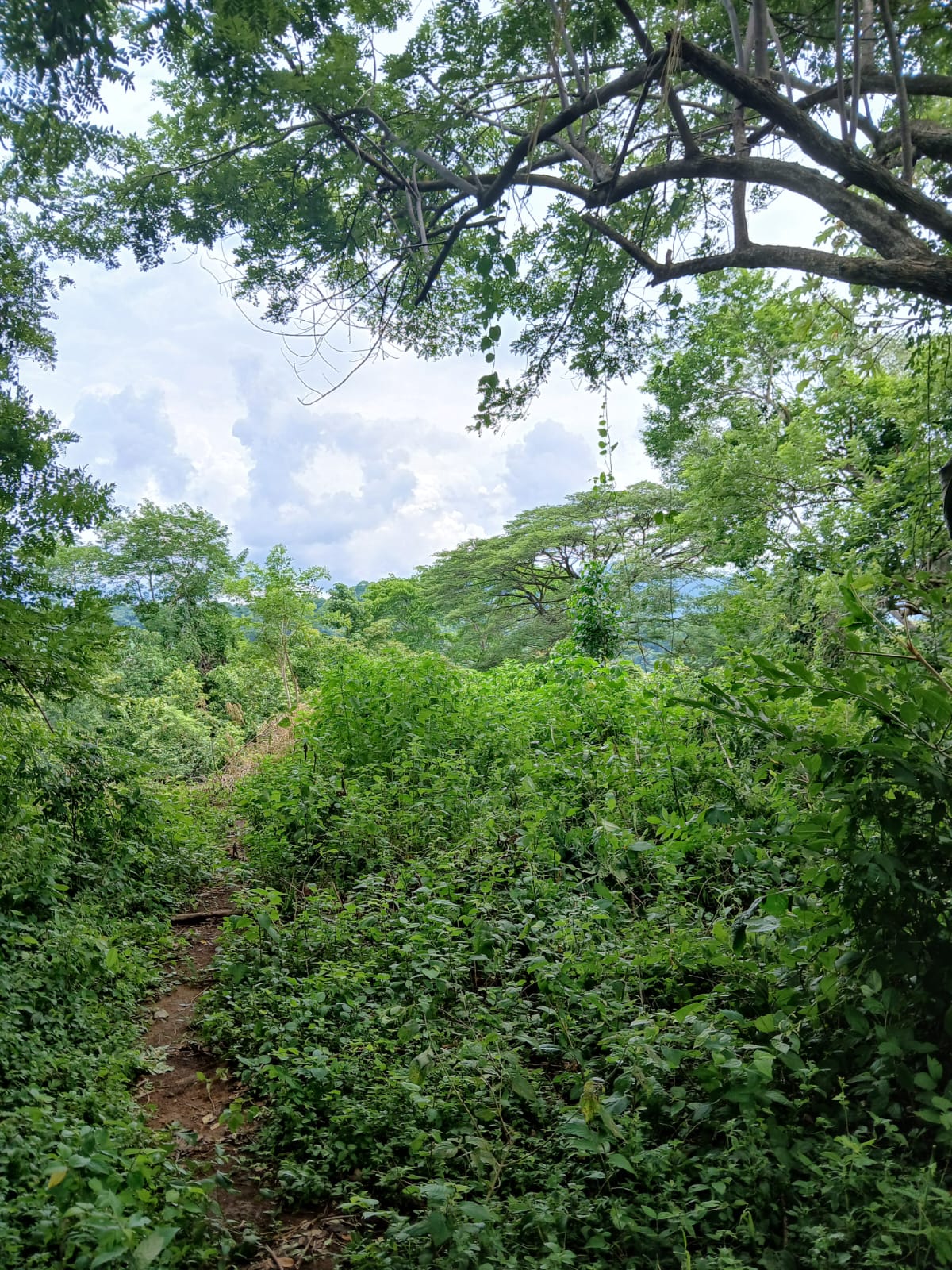 0 bed Land For Sale in Naranjo, Guanacaste - thumb 5