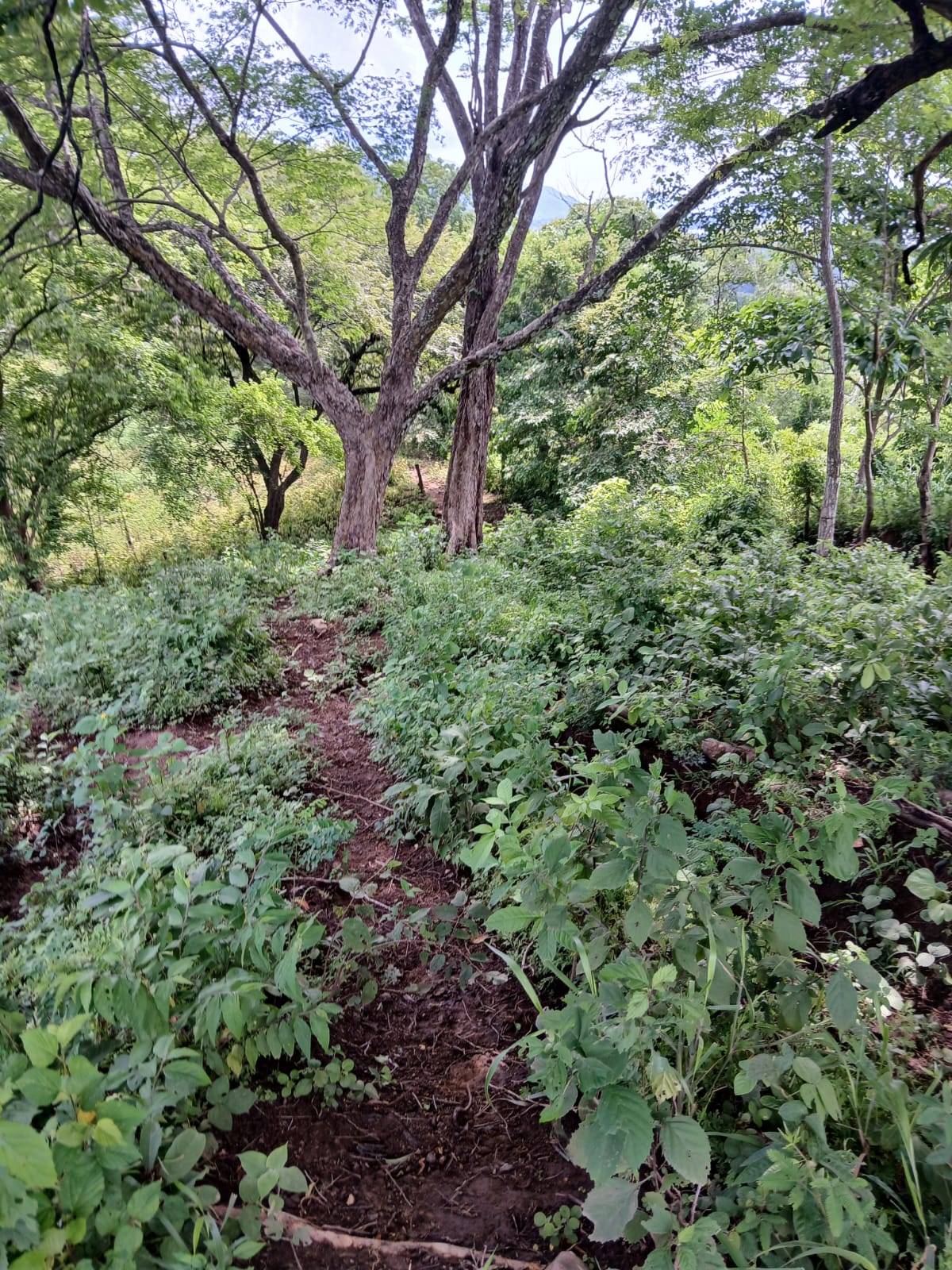 0 bed Land For Sale in Naranjo, Guanacaste - thumb 8