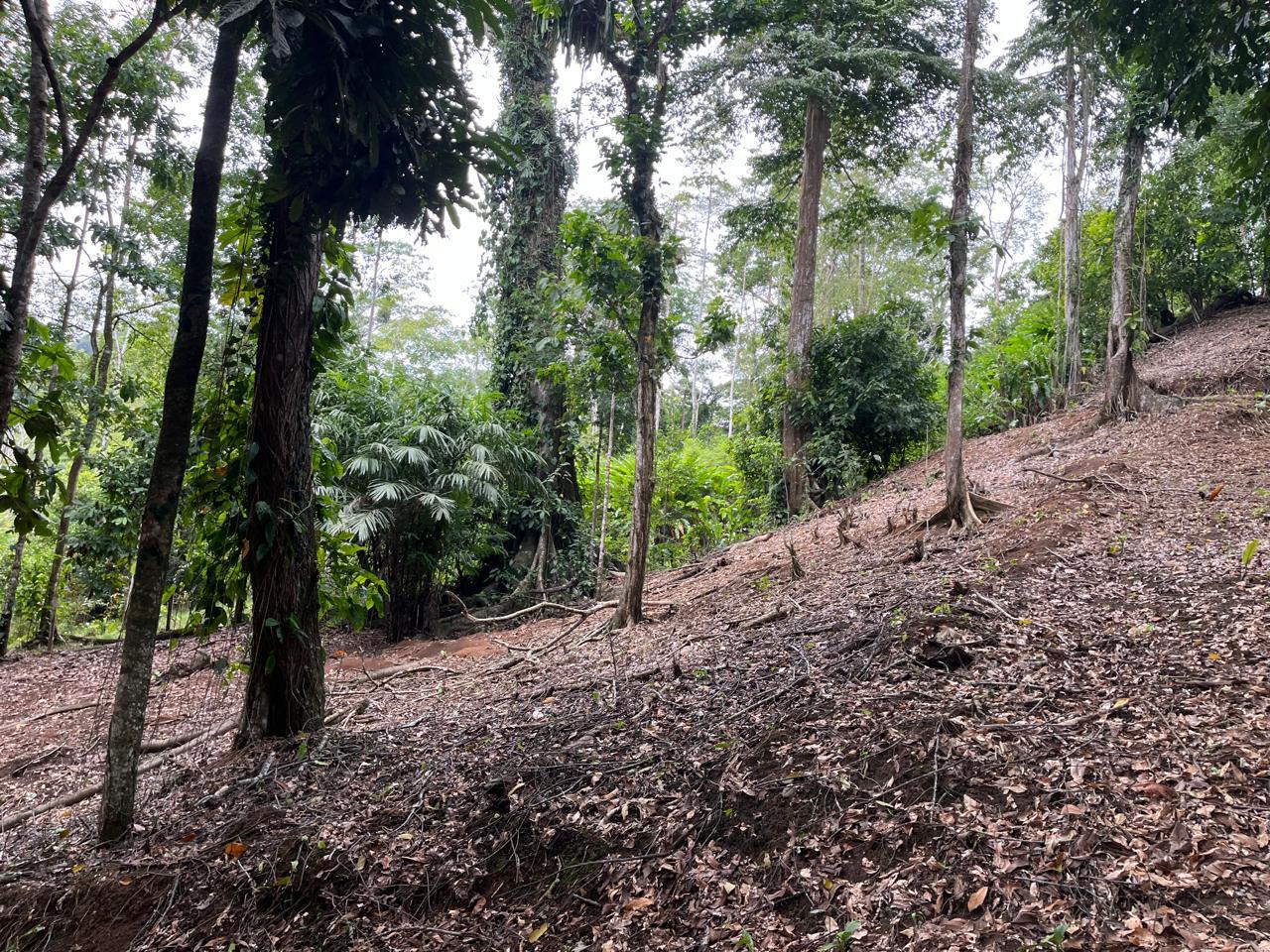 0 bed Land For Sale in Cahuita, Limón - thumb 7