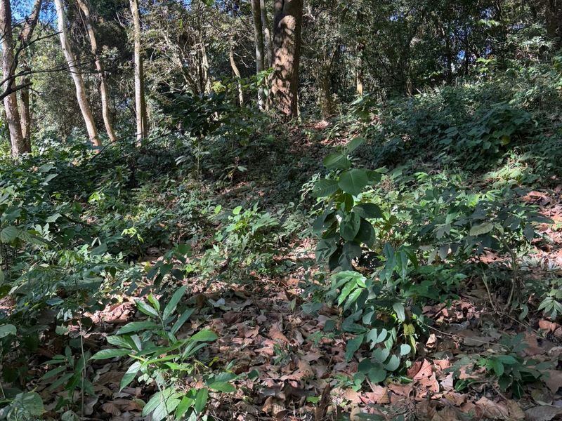 0 bed Single Family Homes For Sale in Atenas, Alajuela - hero 7