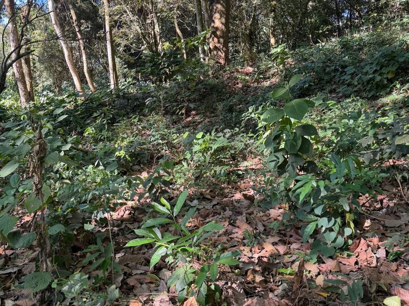 0 bed Single Family Homes For Sale in Atenas, Alajuela - hero 5