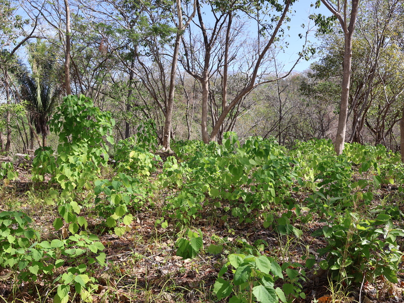 0 bed Land For Sale in Playa Coyote, Guanacaste - hero 12