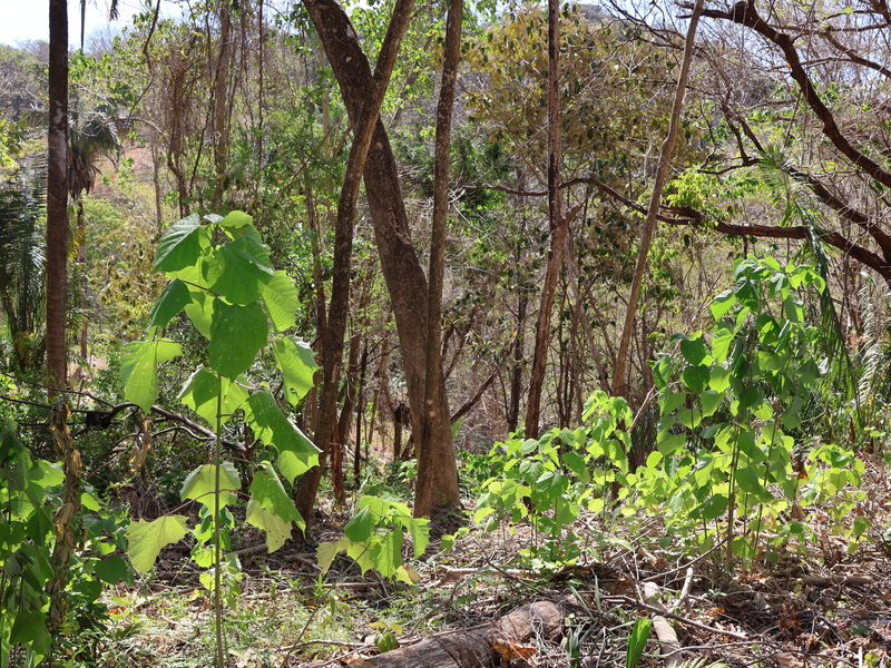 0 bed Land For Sale in Playa Coyote, Guanacaste - hero 7