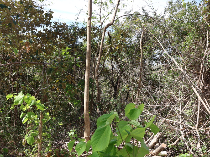 0 bed Land For Sale in Playa Coyote, Guanacaste - hero 11