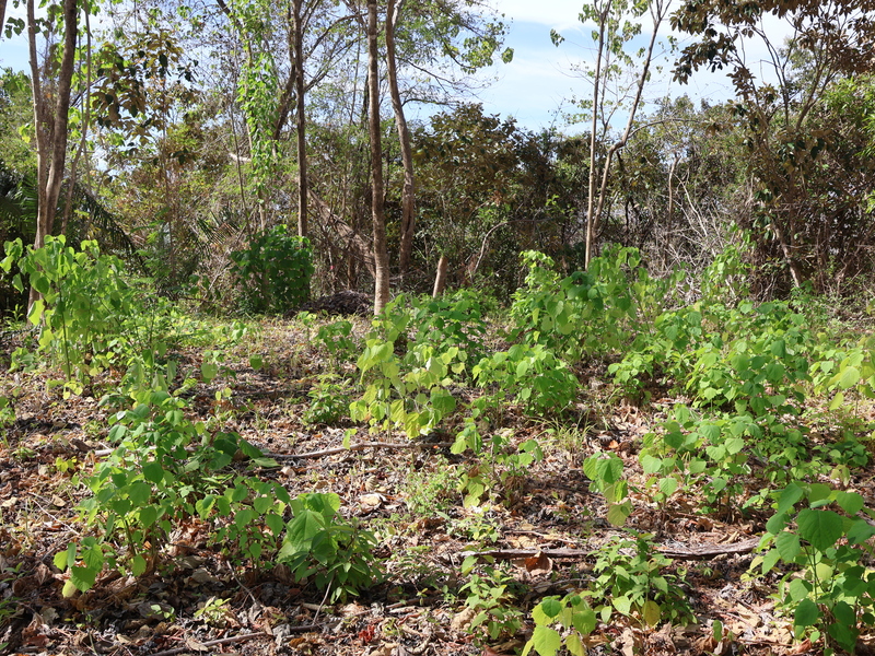0 bed Land For Sale in Playa Coyote, Guanacaste - hero 9
