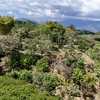  - New 1,4 Acre lot in Platanillo - With Legal Water