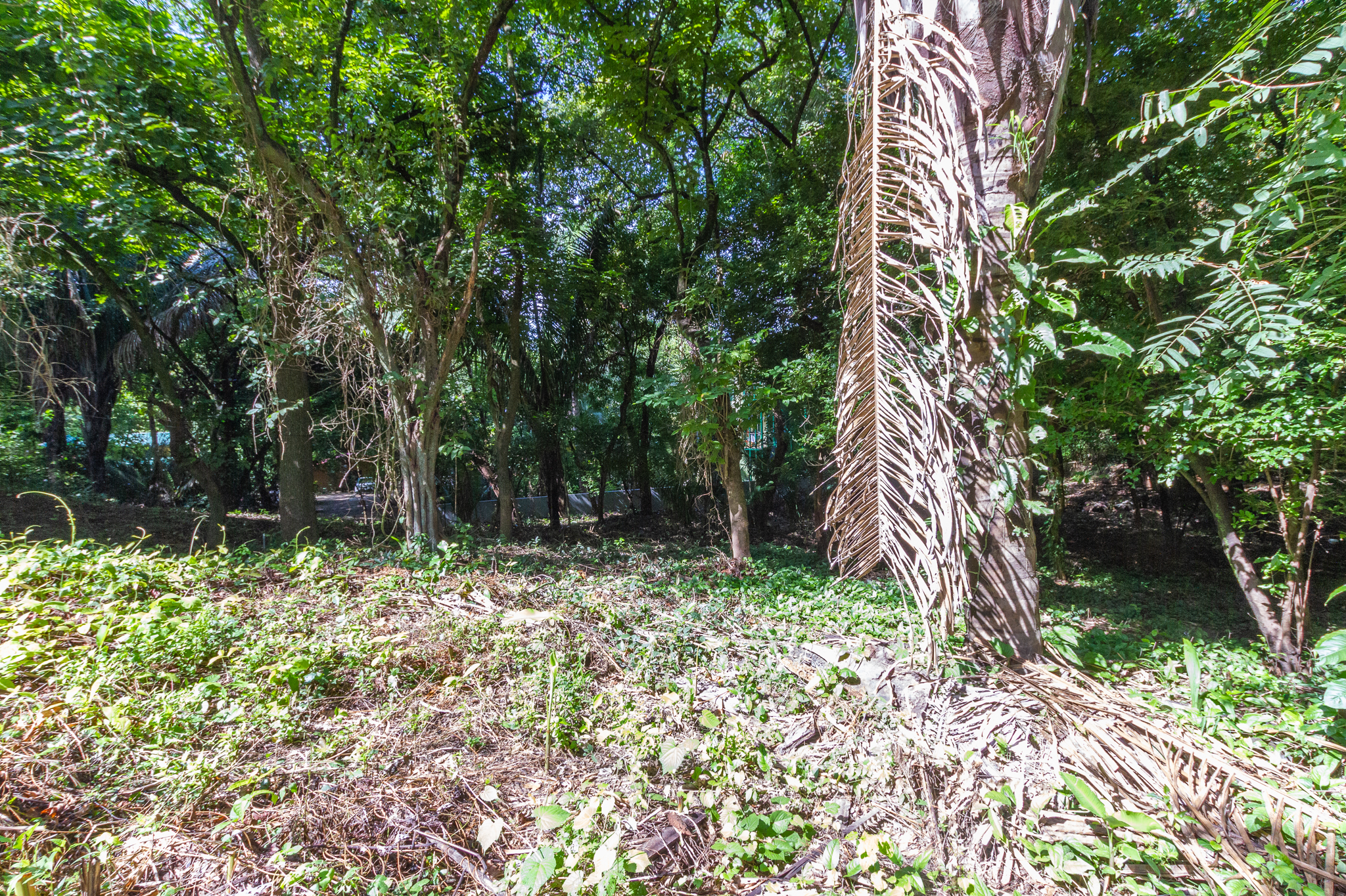 0 bed Land For Sale in Playa Guiones, Guanacaste - thumb 7