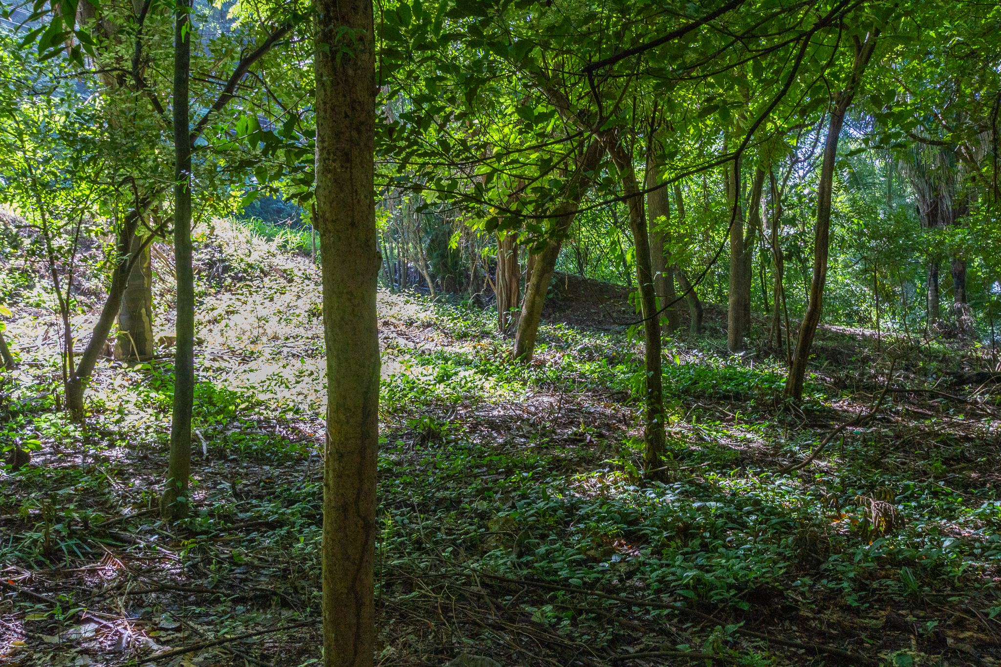 0 bed Land For Sale in Playa Guiones, Guanacaste - thumb 1