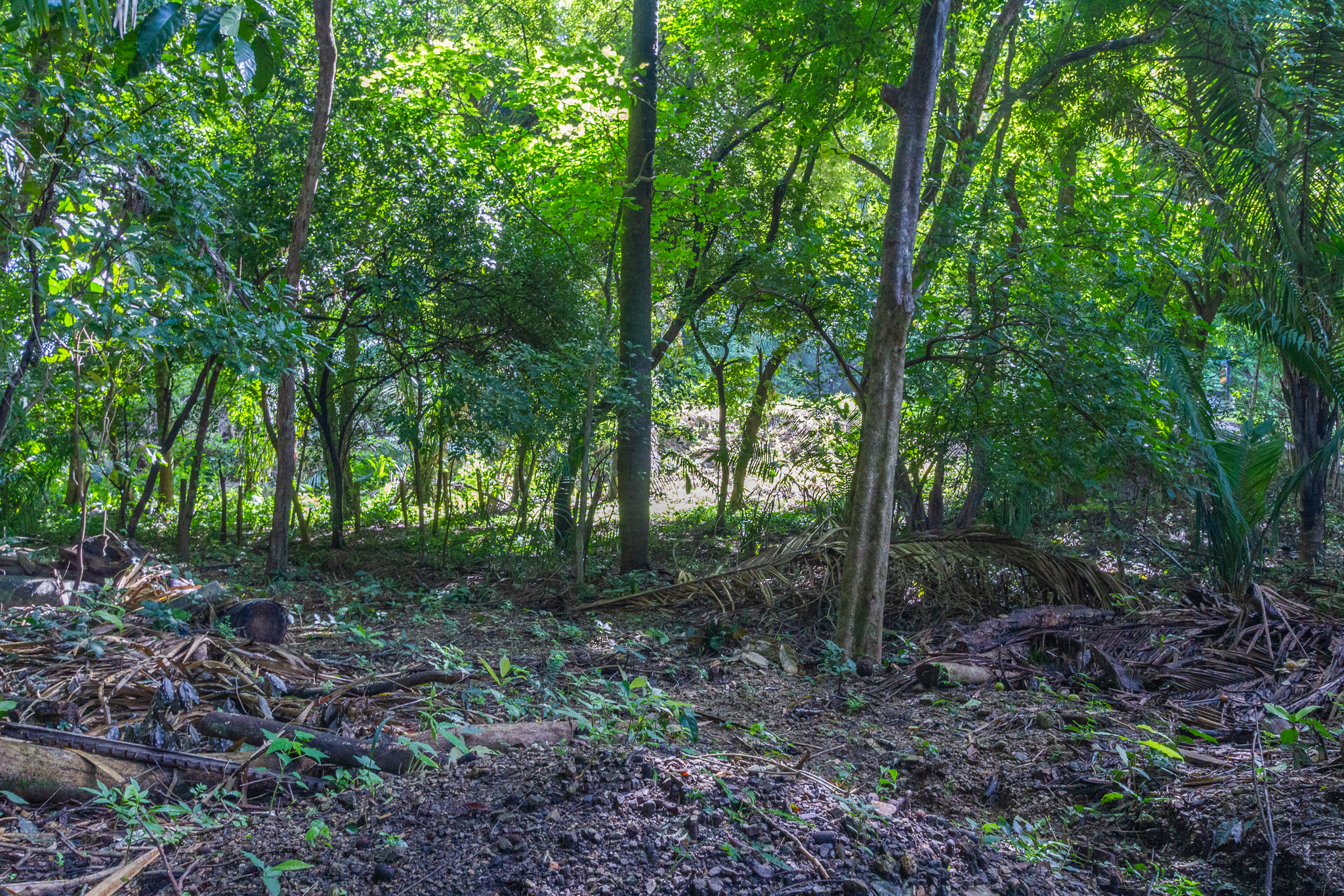0 bed Land For Sale in Playa Guiones, Guanacaste - thumb 3