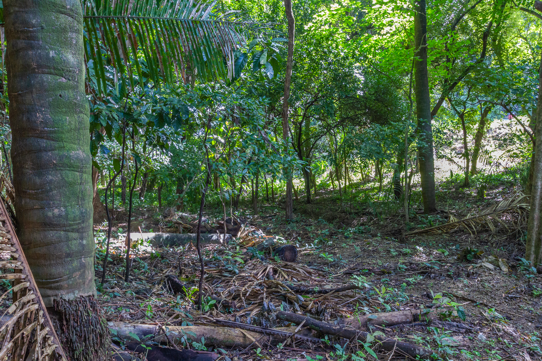 0 bed Land For Sale in Playa Guiones, Guanacaste - thumb 2