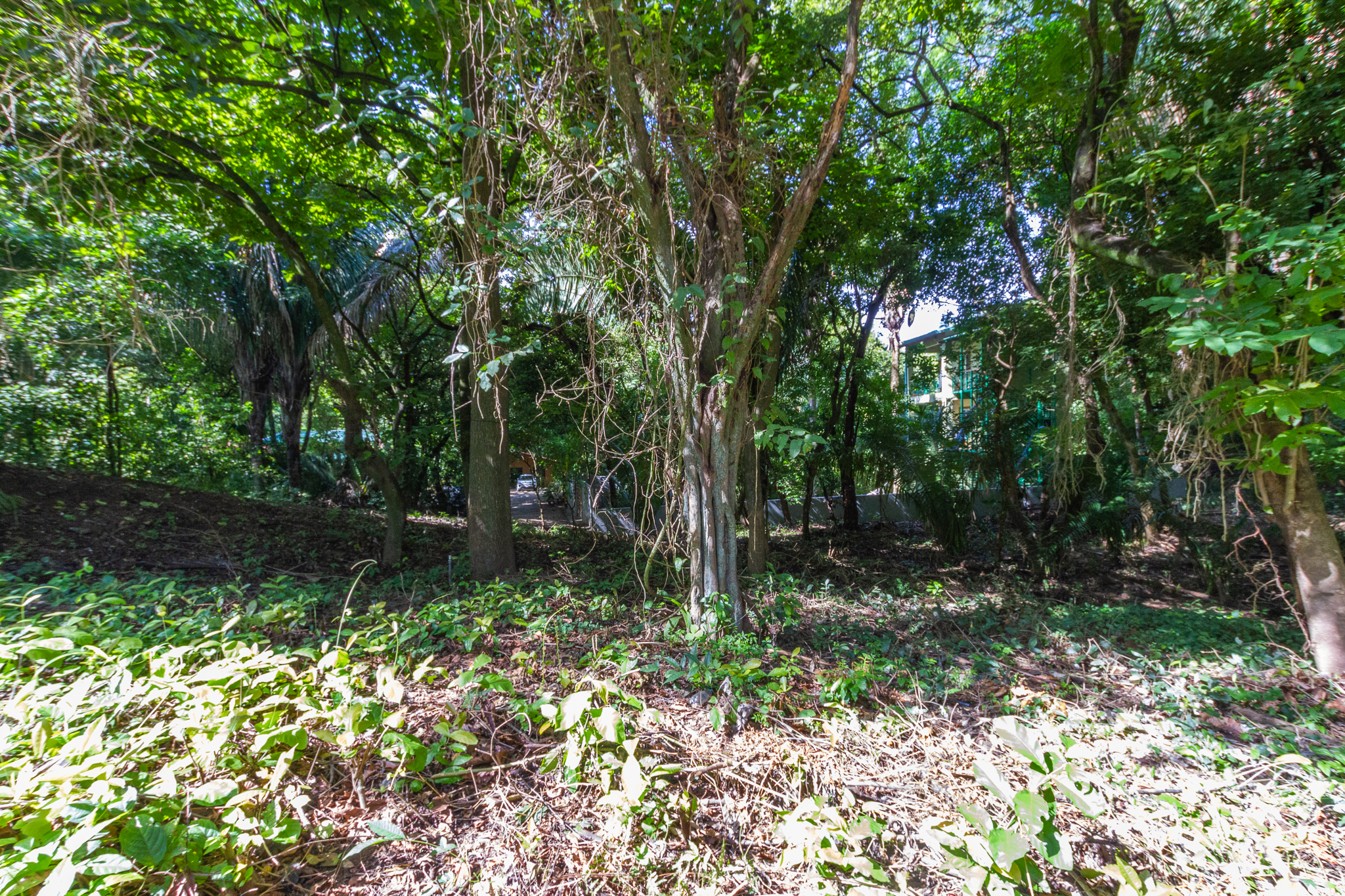 0 bed Land For Sale in Playa Guiones, Guanacaste - thumb 6