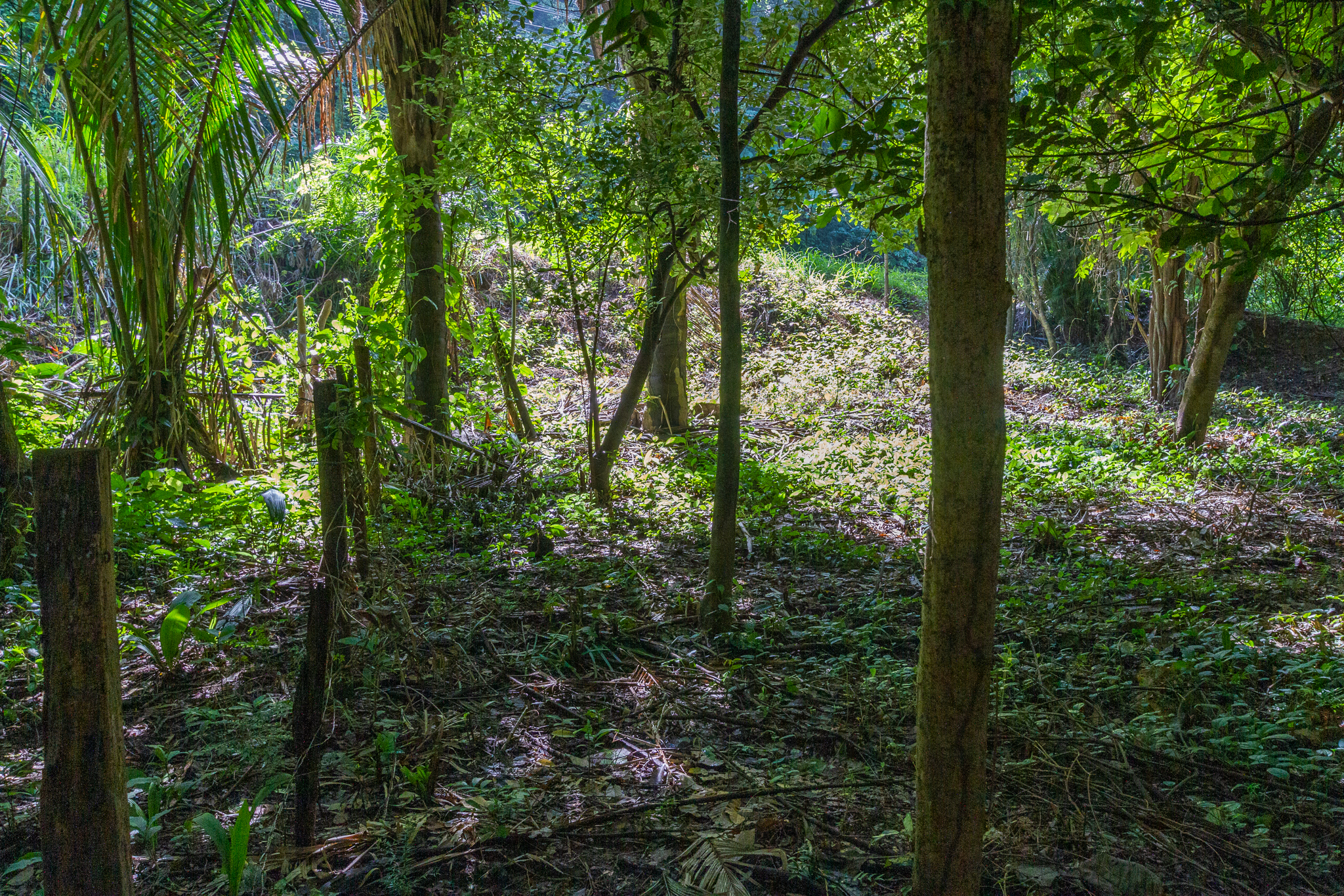 0 bed Land For Sale in Playa Guiones, Guanacaste - thumb 4