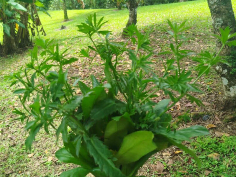 0 bed Land For Sale in Orotina, Alajuela - hero 10