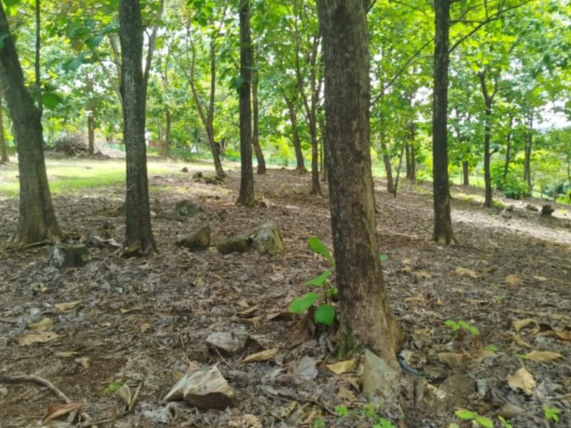 0 bed Land For Sale in Orotina, Alajuela - hero 5