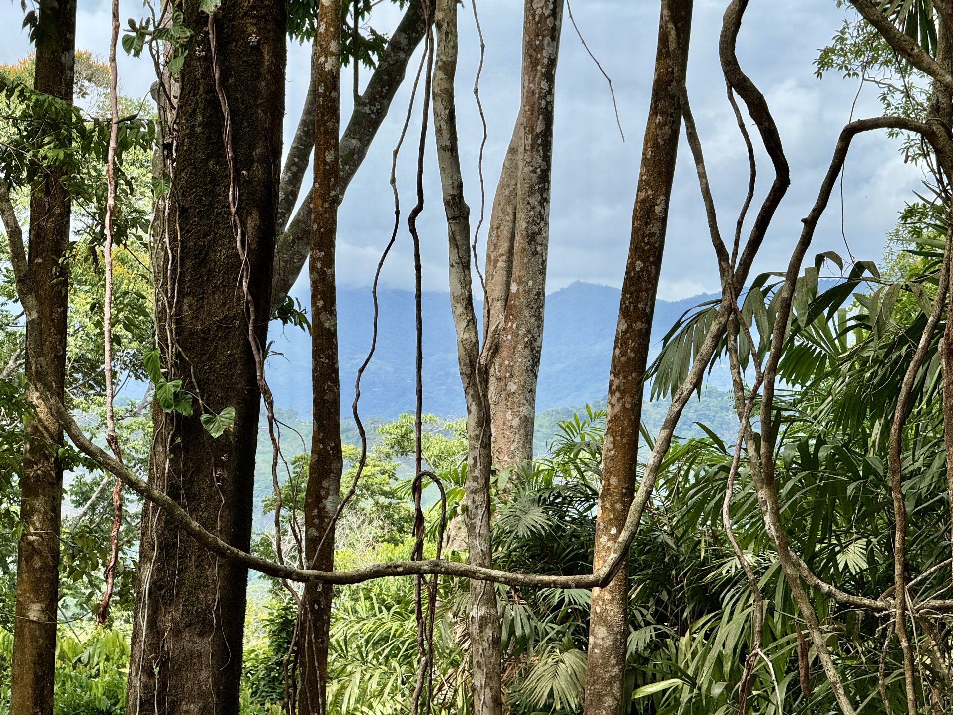 0 bed Land For Sale in Dominical, Puntarenas - thumb 4