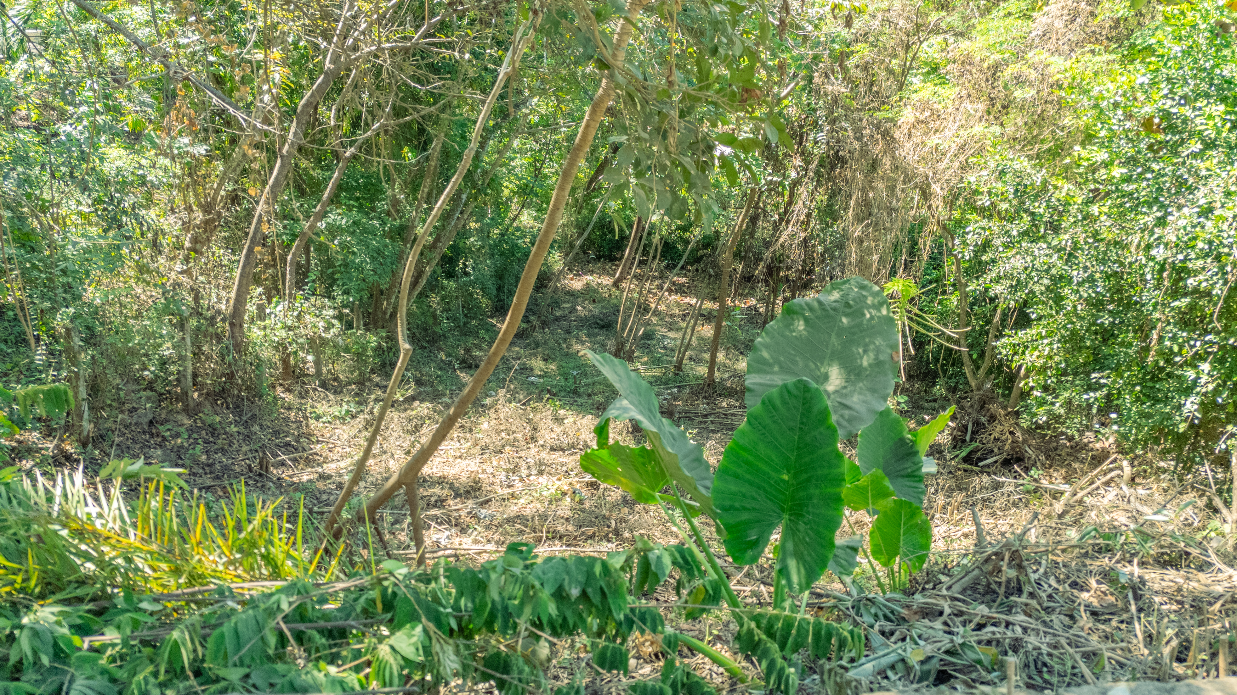 0 bed Land For Sale in Nosara, Guanacaste - thumb 3