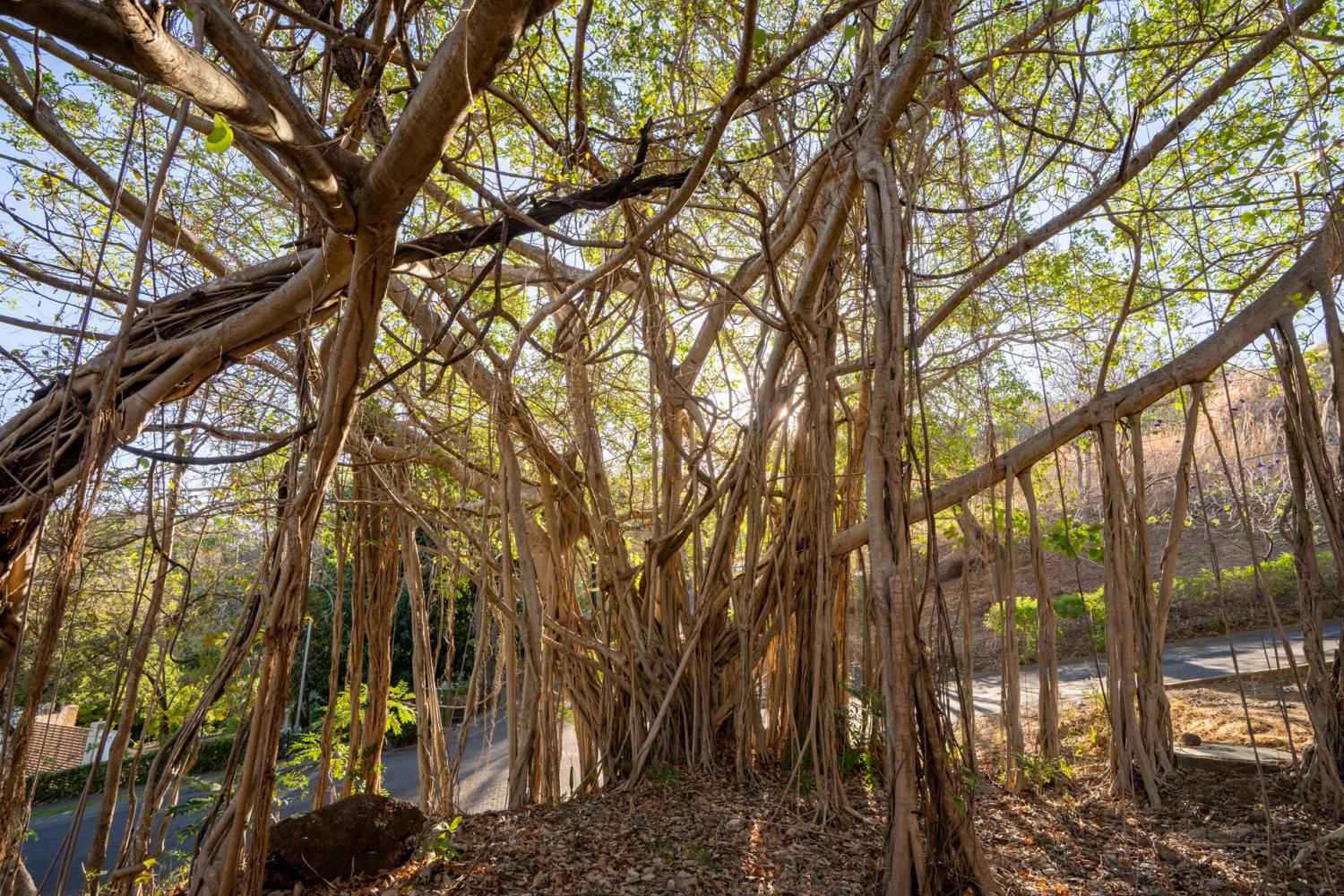 0 bed Land For Sale in Tamarindo, Guanacaste - thumb 23