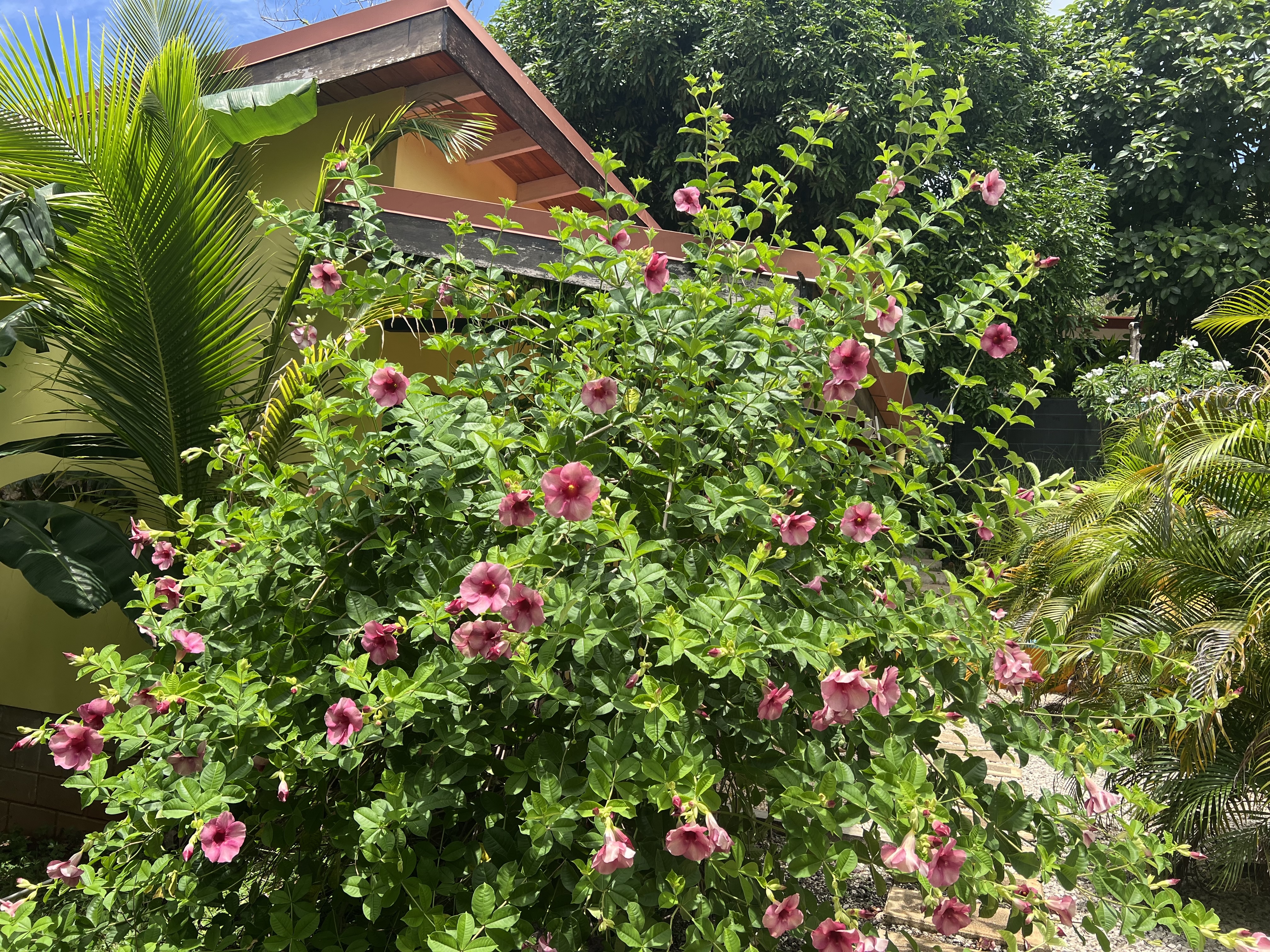 2 bed Single Family Homes For Sale in Samara, Guanacaste - thumb 4