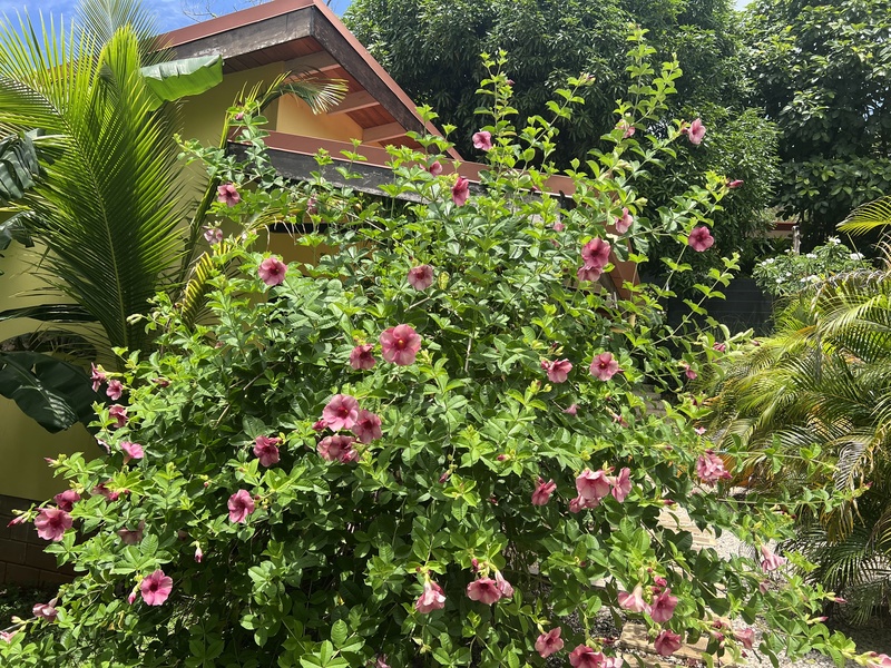 2 bed Single Family Homes For Sale in Samara, Guanacaste - photo 4