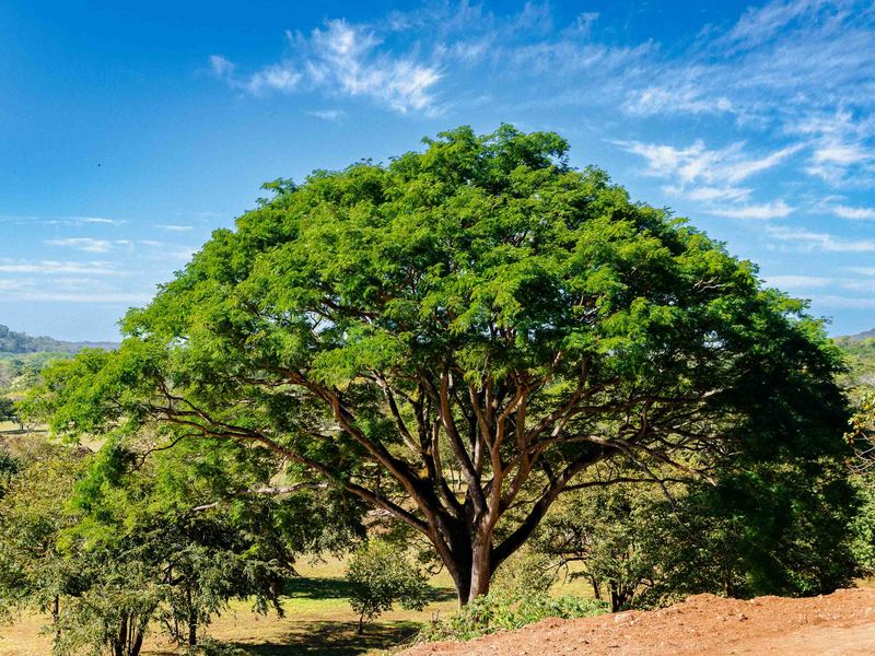 0 bed Land For Sale in Tamarindo, Guanacaste - hero 2