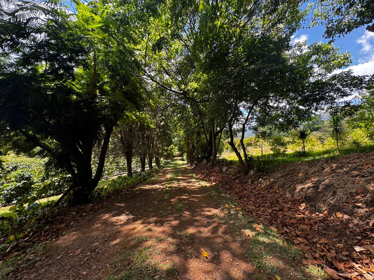 0 bed Land For Sale in Grecia, Alajuela - thumb 7