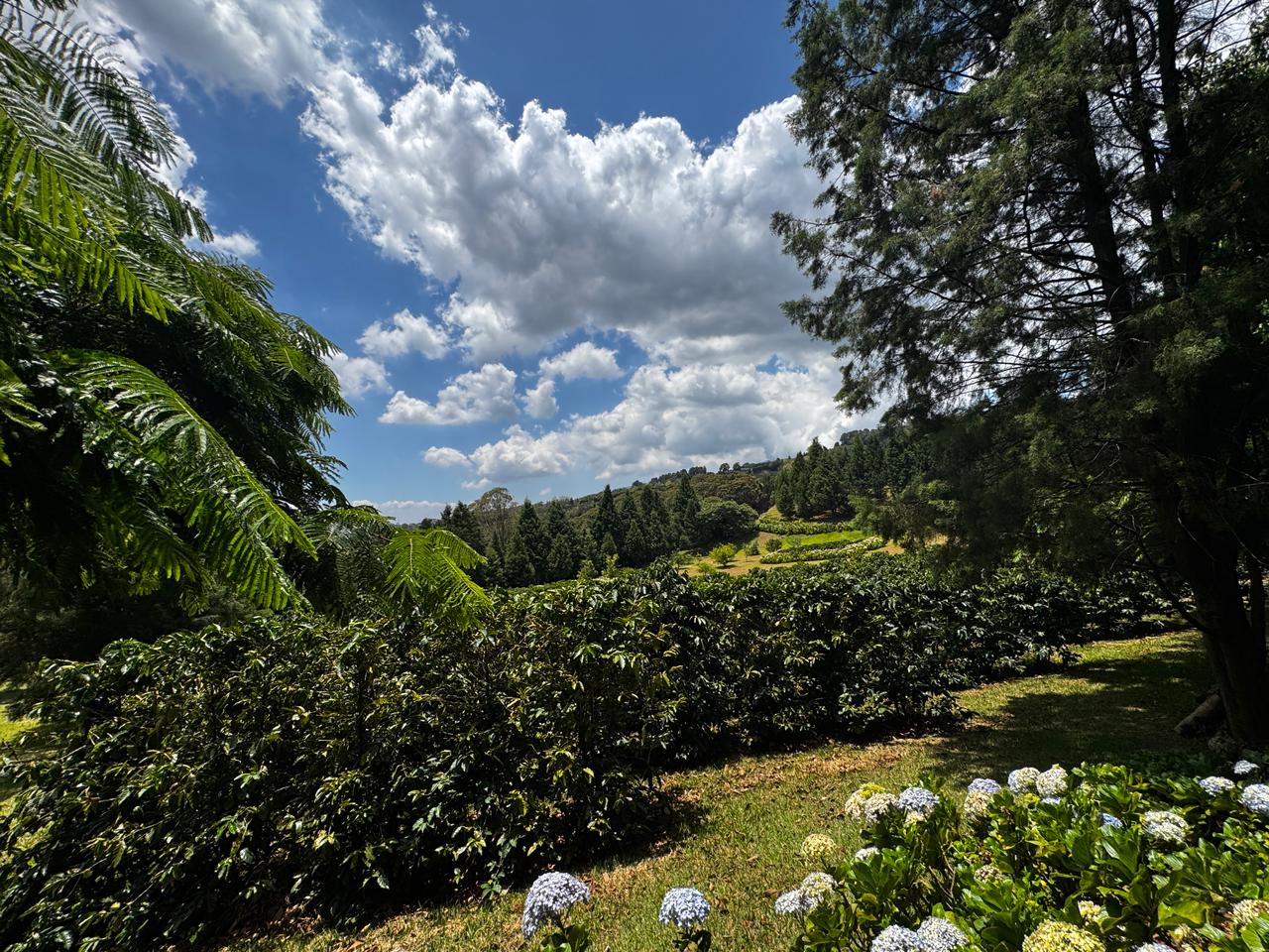 0 bed Land For Sale in Grecia, Alajuela - thumb 5