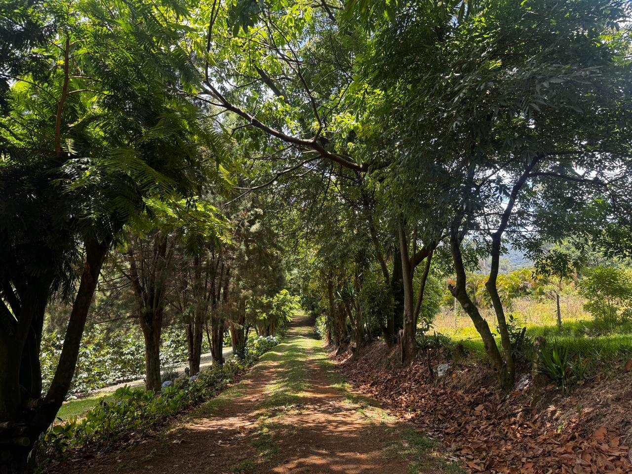 0 bed Land For Sale in Grecia, Alajuela - thumb 6