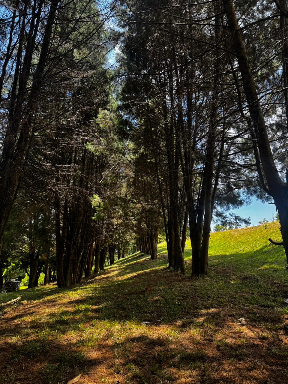 0 bed Land For Sale in Grecia, Alajuela - thumb 4