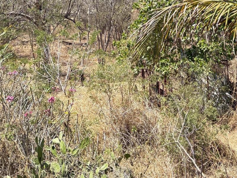 8 bed Single Family Homes For Sale in Tamarindo, Guanacaste - hero 11