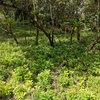  - PRIME LOCATION! 2,86 Acres, Ready to Build, Easy Access