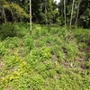  - PRIME LOCATION! 2,86 Acres, Ready to Build, Easy Access