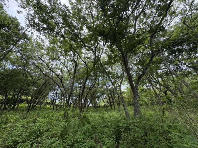 2 bed Single Family Homes For Sale in Tamarindo, Guanacaste - hero 16