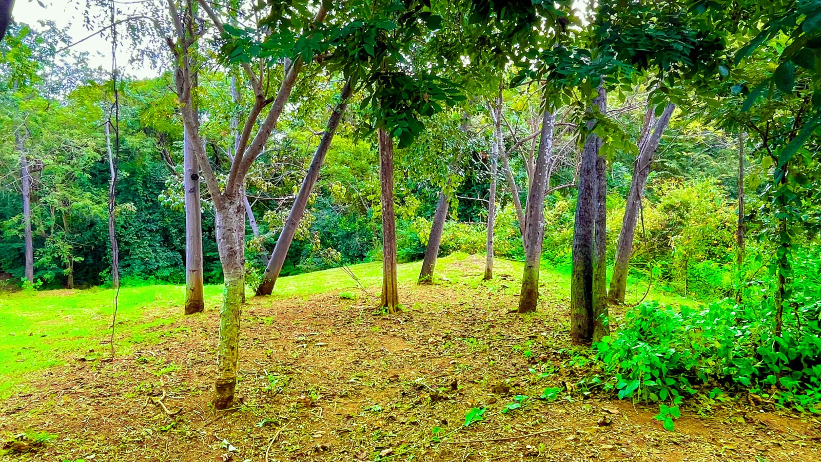 0 bed Land For Sale in Playa Grande, Guanacaste - thumb 6