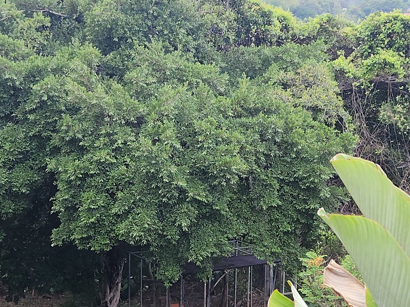 2 bed Single Family Homes For Rent in Atenas, Alajuela - hero 26