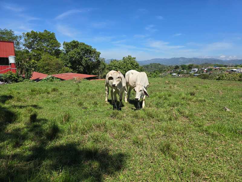 0 bed Land For Sale in Atenas, Alajuela - hero 4