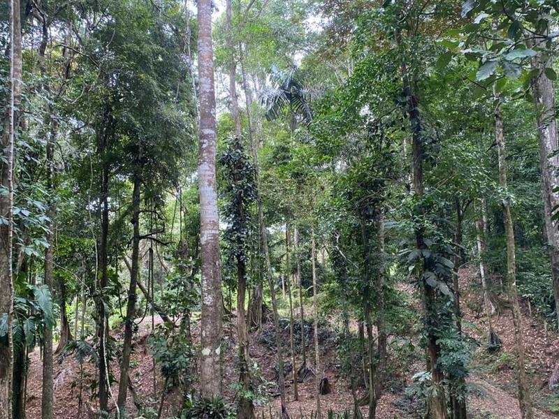 0 bed Land For Sale in Puerto Viejo, Limón - hero 5