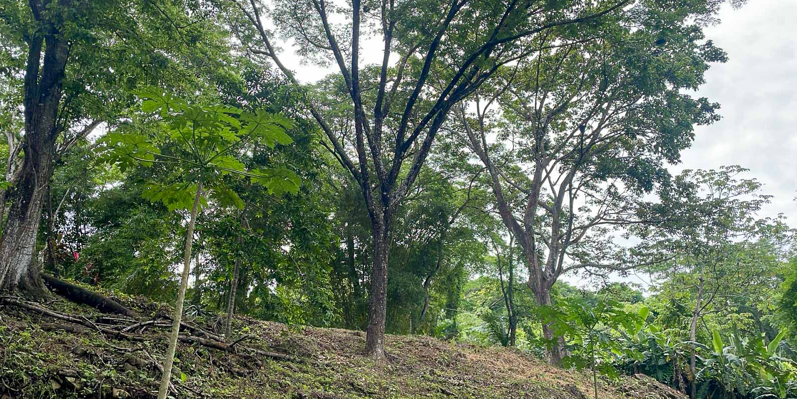 0 bed Land For Sale in Santiago, Puntarenas - thumb 2