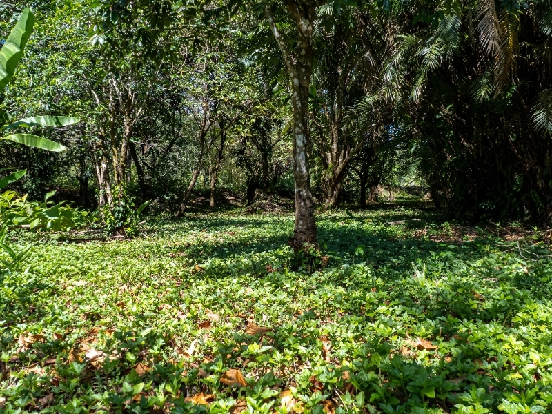 0 bed Land For Sale in Cabuya, Puntarenas - hero 18