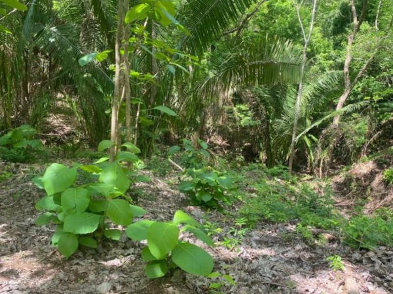 0 bed Land For Sale in Samara, Guanacaste - hero 4