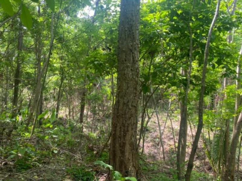0 bed Land For Sale in Samara, Guanacaste - hero 7